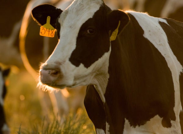 A black and white cow with yellow tags at sunrise