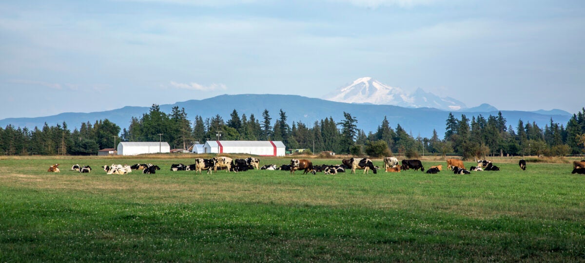 A picturesque dairy farm with a pasture full of cows in the background and snow-topped mountain in the background