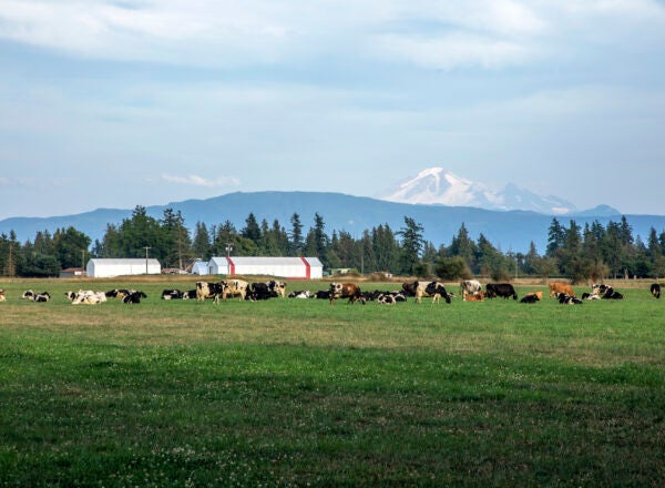 A picturesque dairy farm with a pasture full of cows in the background and snow-topped mountain in the background