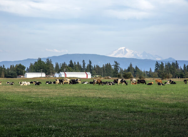 A picturesque dairy farm with a pasture full of cows in the background and snow-topped mountain in the background