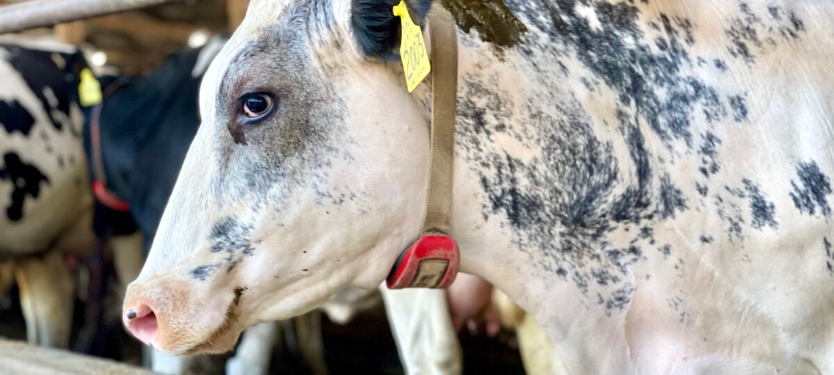 Photo of pretty grey speckled cow with a red collar standing in a barn