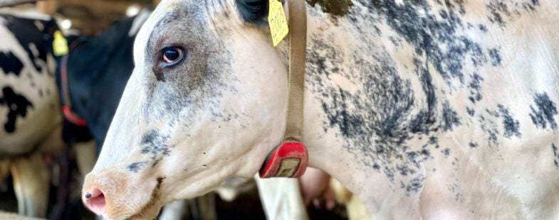 Photo of pretty grey speckled cow with a red collar standing in a barn