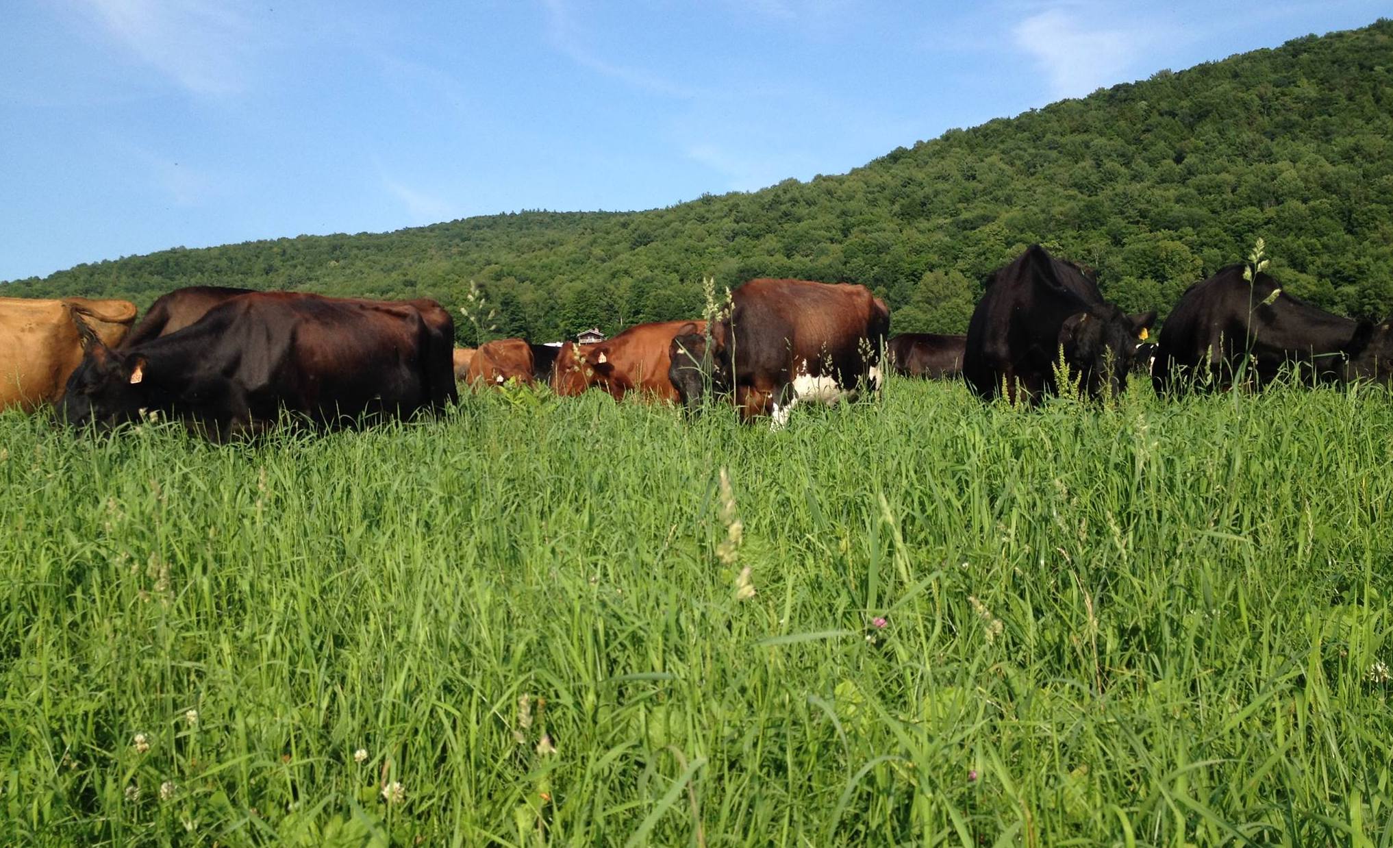 A herd of cows grazing on lush green grass
