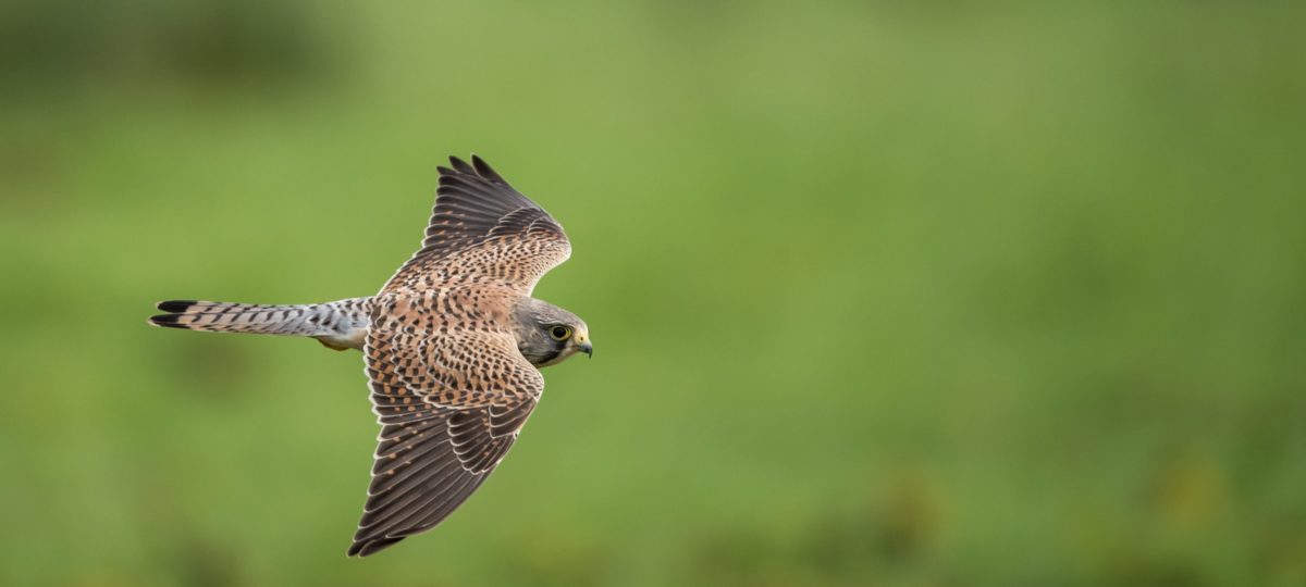 Stock photo of bird of prey flying against green background