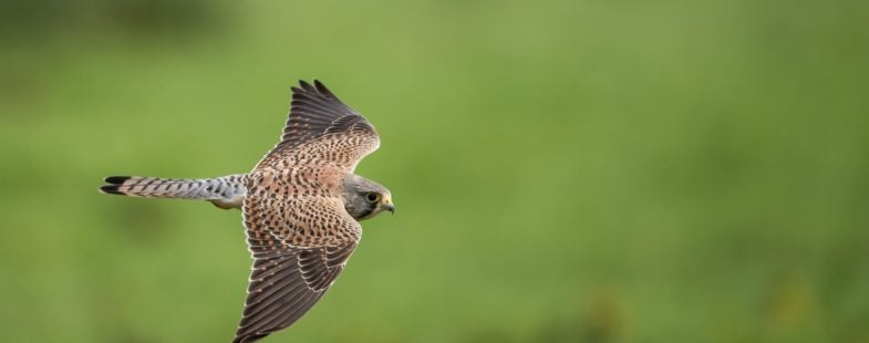 Stock photo of bird of prey flying against green background