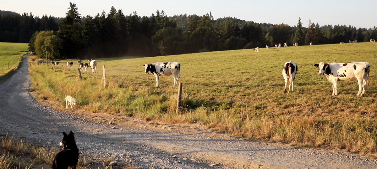 Dog surveys cows from a road across from a pasture