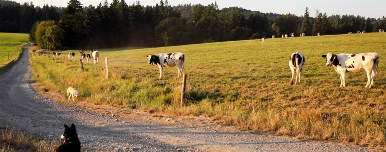 Dog surveys cows from a road across from a pasture