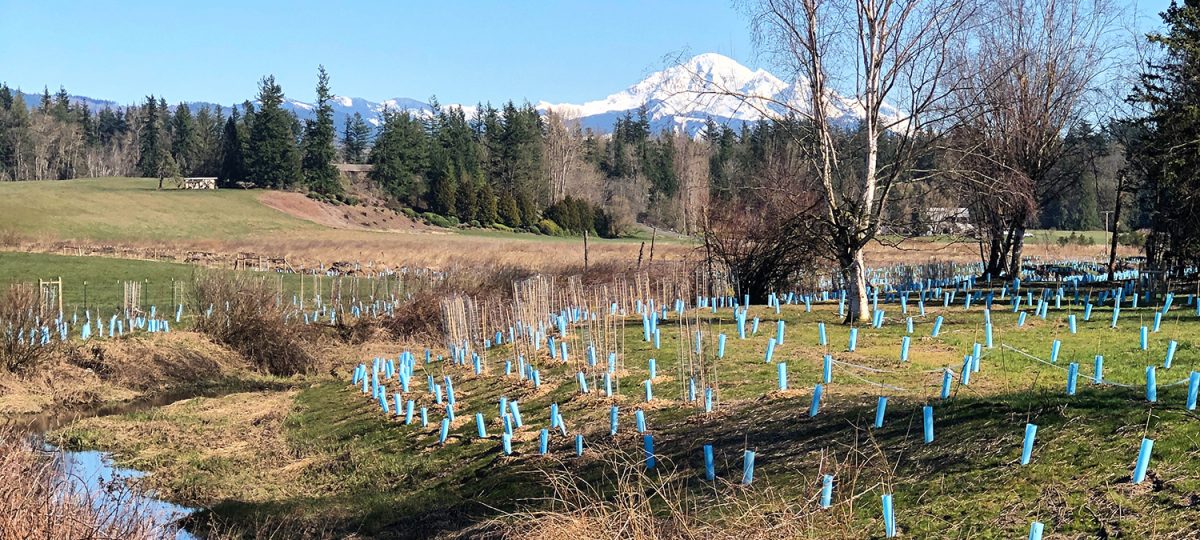 Salmon Habitat Restoration Site with Mt Baker in the Background