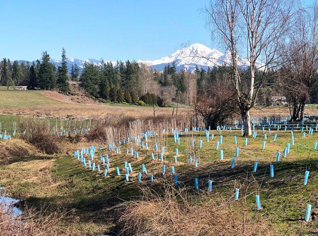 Salmon Habitat Restoration Site with Mt Baker in the Background