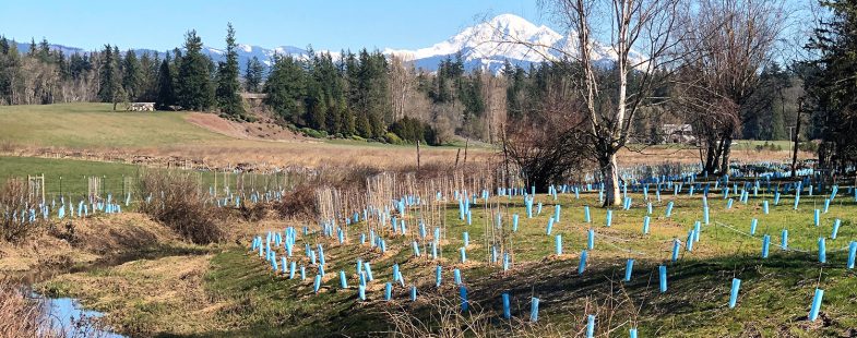 Salmon Habitat Restoration Site with Mt Baker in the Background