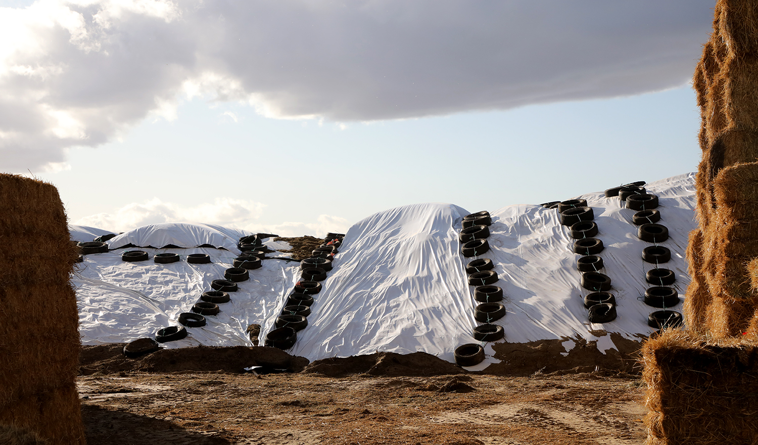 A silage pile covered in white plastic and recycled tires