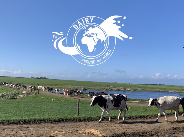 A line of cows walking in South Africa with a white globe badge in the venter