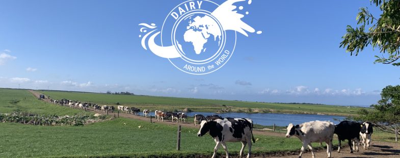 A line of cows walking in South Africa with a white globe badge in the venter