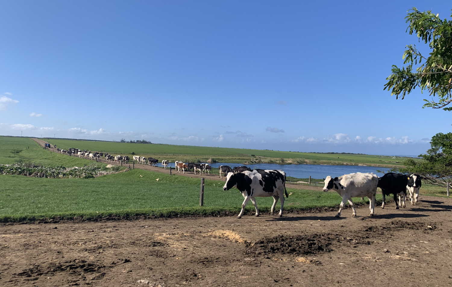 A long line of cows walking against blue skies