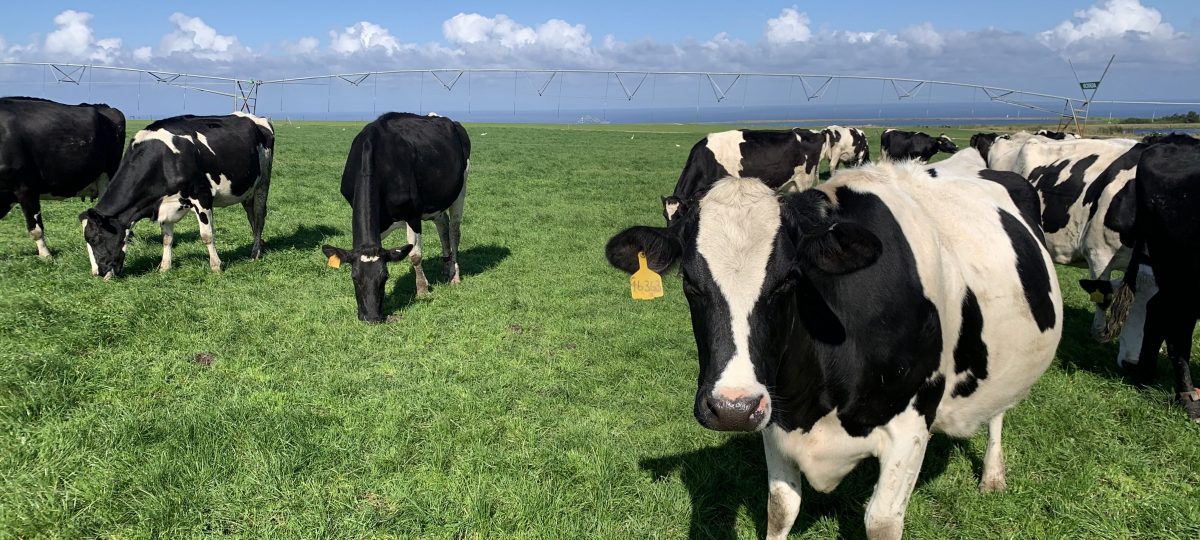 A herd of cows in a field in South Africa