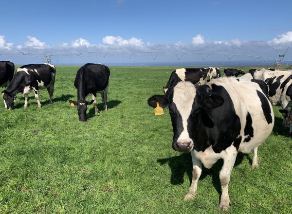 A herd of cows in a field in South Africa