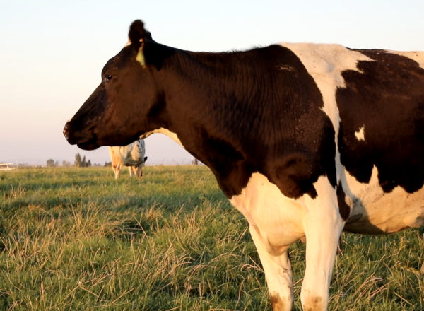 Healthy dairy cow at sunset