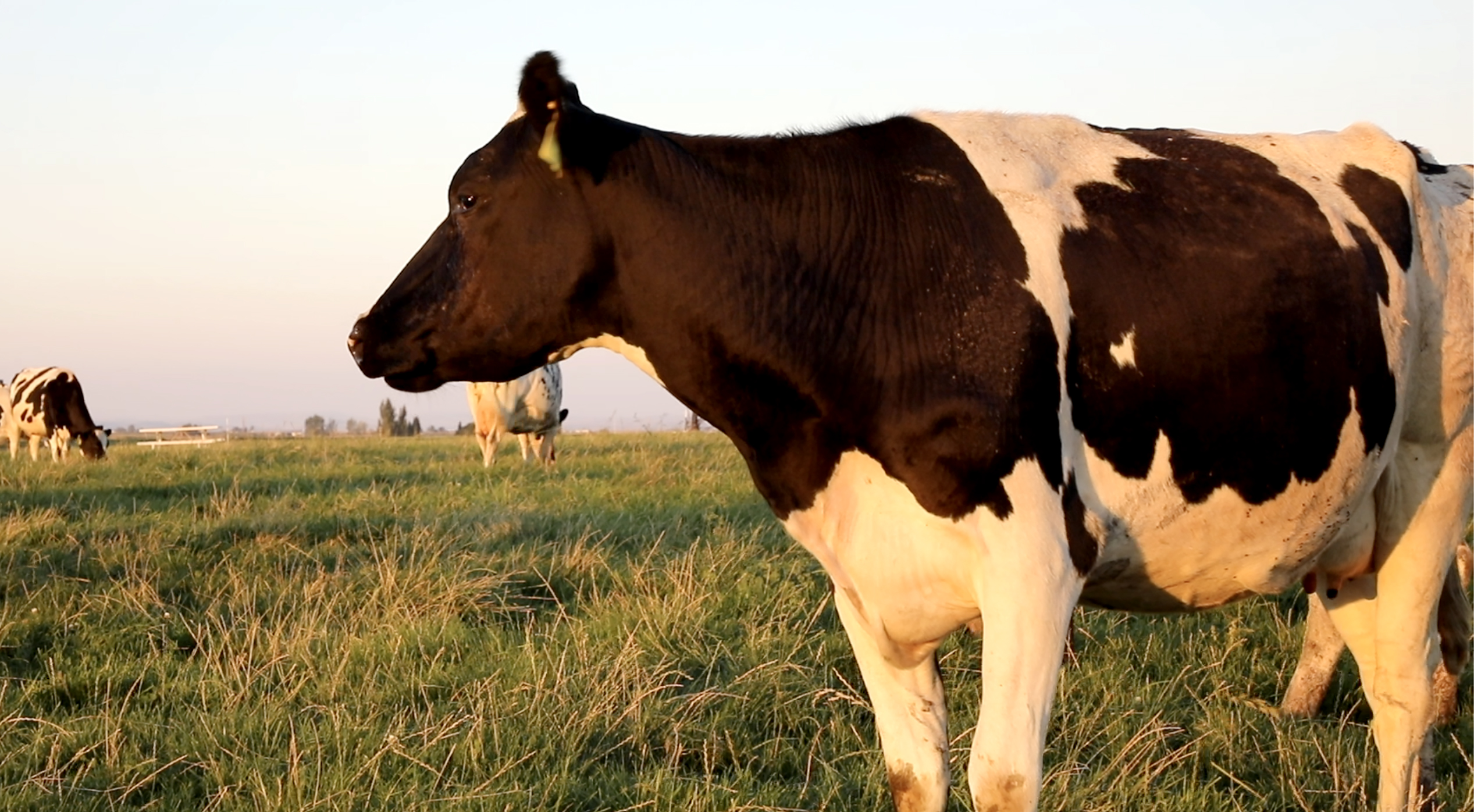 Healthy dairy cow at sunset