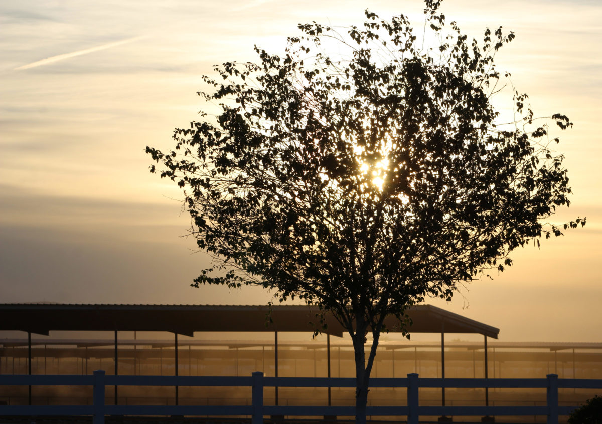 Sustainable Dairy, WA State Dairies, Green Dairies, Dairy Work Culture, Dairy Farm,