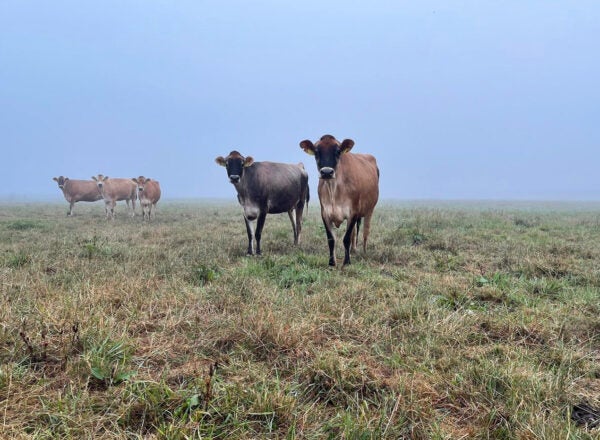 A small group of cows stand on a hill in the fog