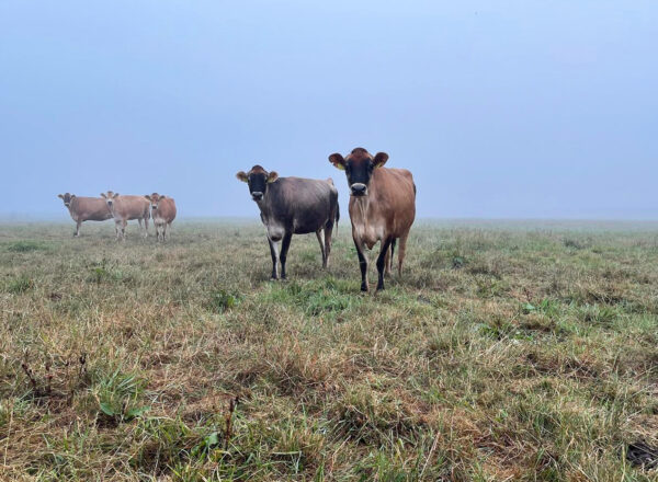 A small group of cows stand on a hill in the fog