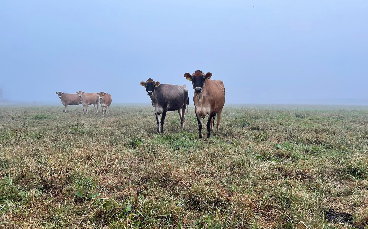 A small group of cows stand on a hill in the fog