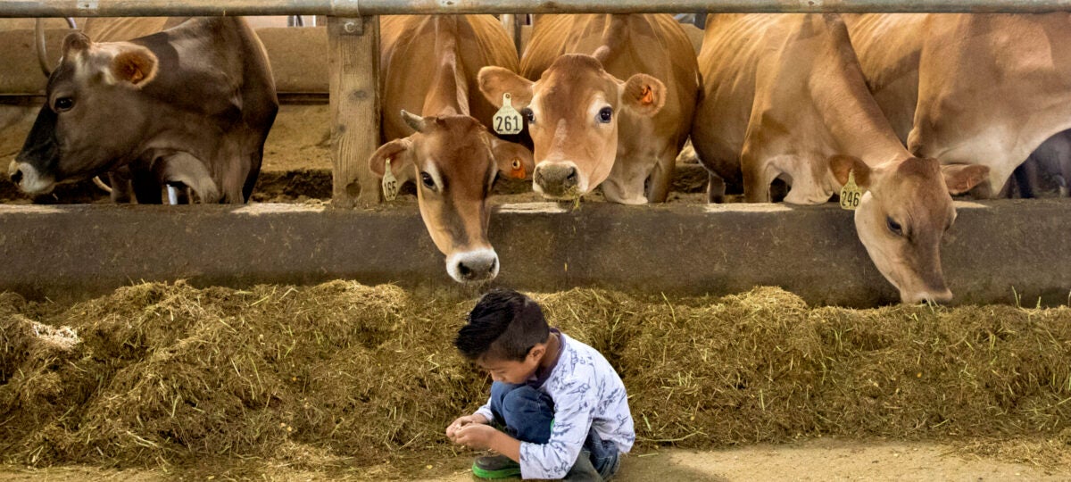 A little boy sits in front of a row of brown cows eating feed in a barn