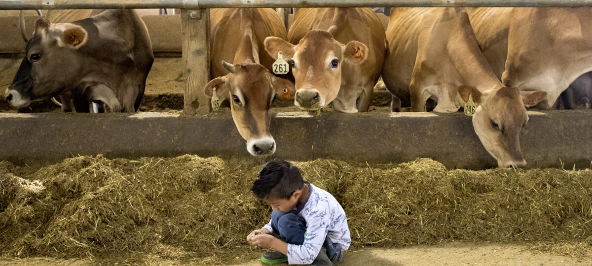 A little boy sits in front of a row of brown cows eating feed in a barn