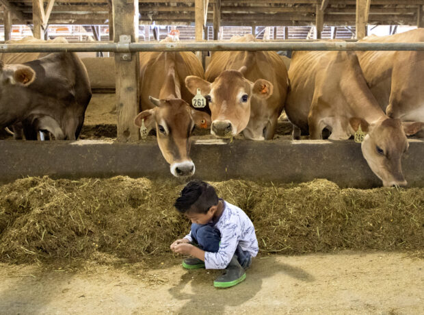 A little boy sits in front of a row of brown cows eating feed in a barn