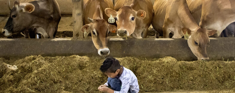 A little boy sits in front of a row of brown cows eating feed in a barn