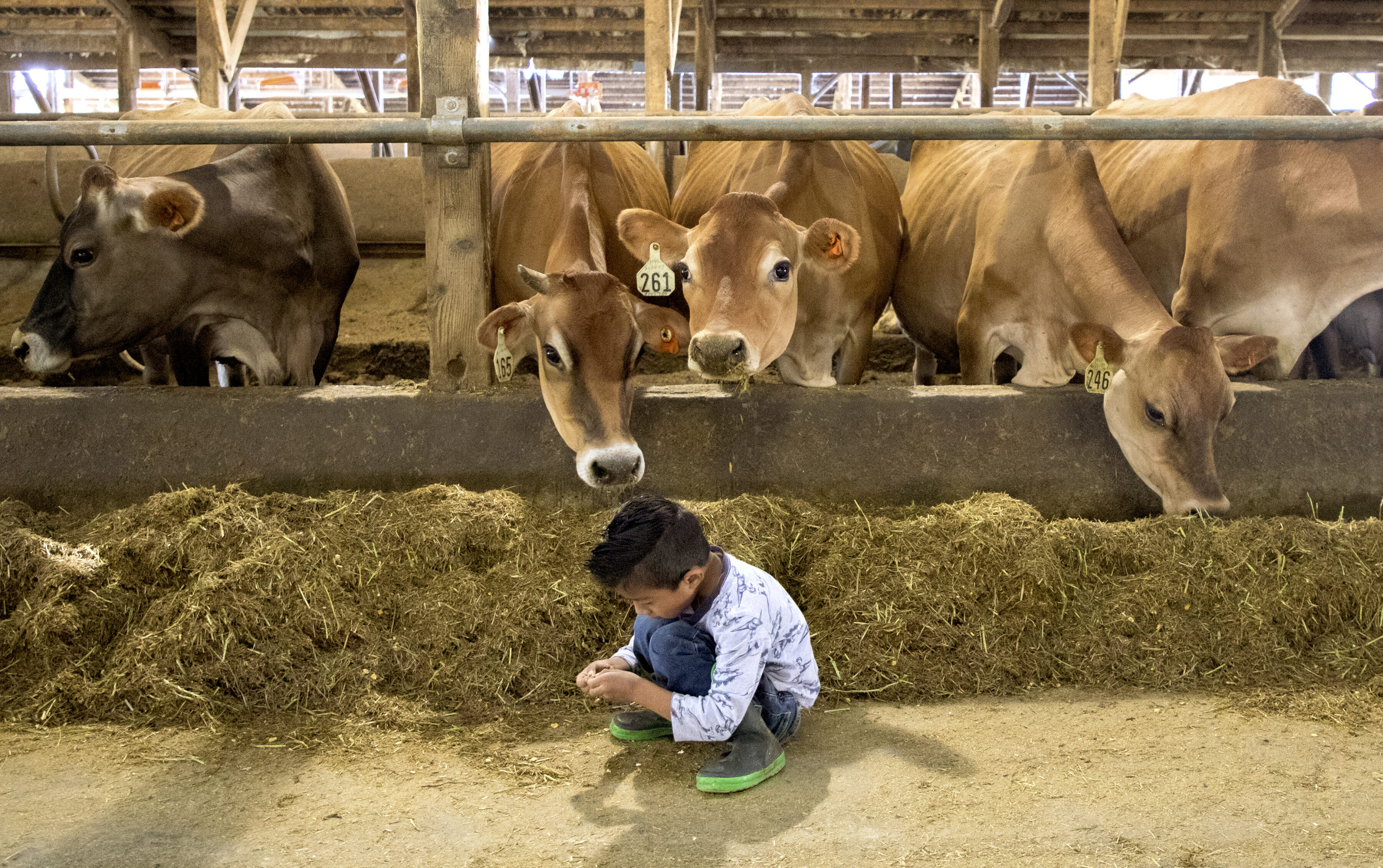 6 feed additives that can reduce cows' methane emissions - Darigold 6 feed additives that can reduce cows' methane emissions - Darigold