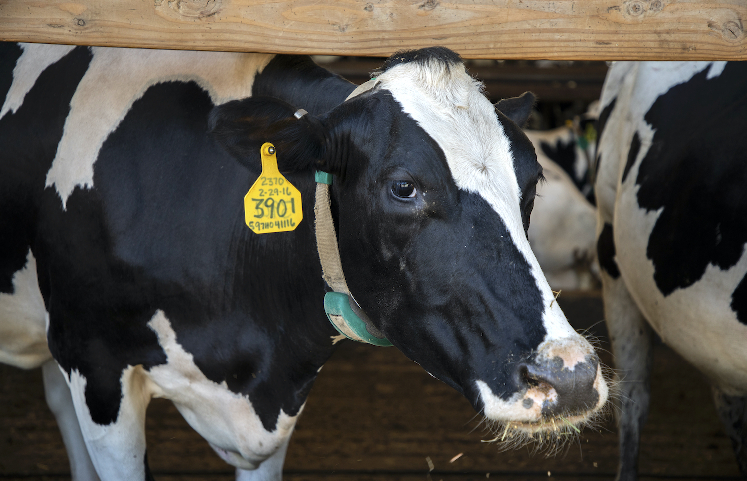 A black and white dairy cow eats food in a wooden barn