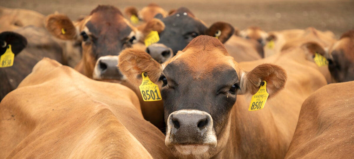 A herd of brown Jersey cows huddle together