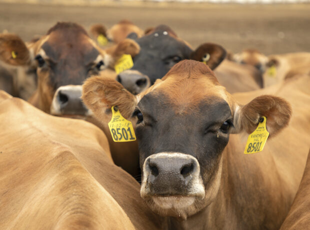 A herd of brown Jersey cows huddle together