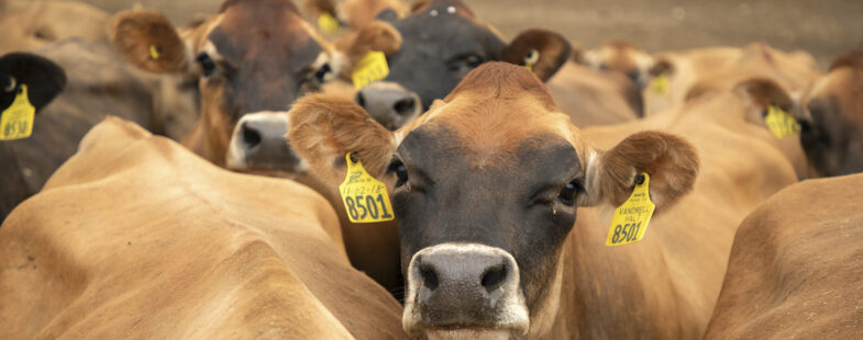 A herd of brown Jersey cows huddle together