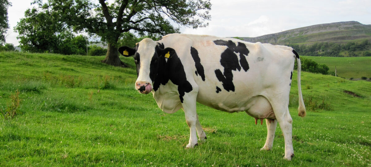 A lone black and White Holstein cows on green pasture in the UK