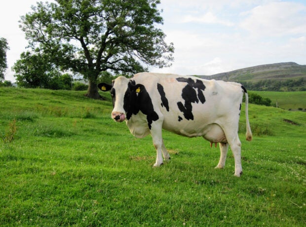 A lone black and White Holstein cows on green pasture in the UK
