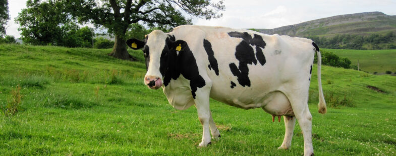 A lone black and White Holstein cows on green pasture in the UK