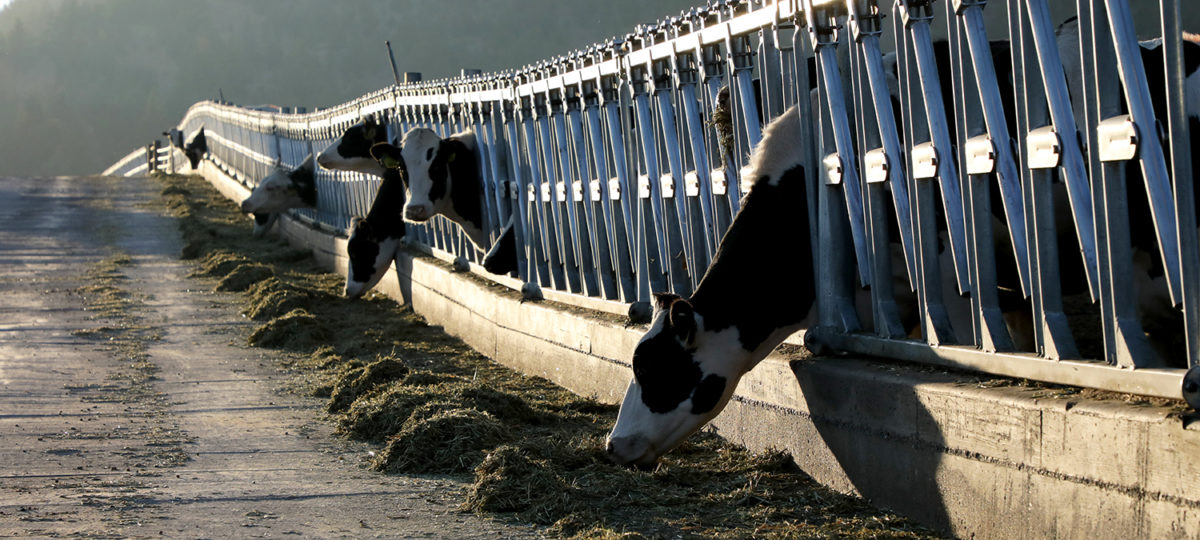 Cows eating outside early in the morning