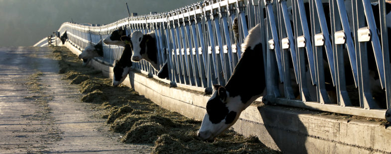 Cows eating outside early in the morning