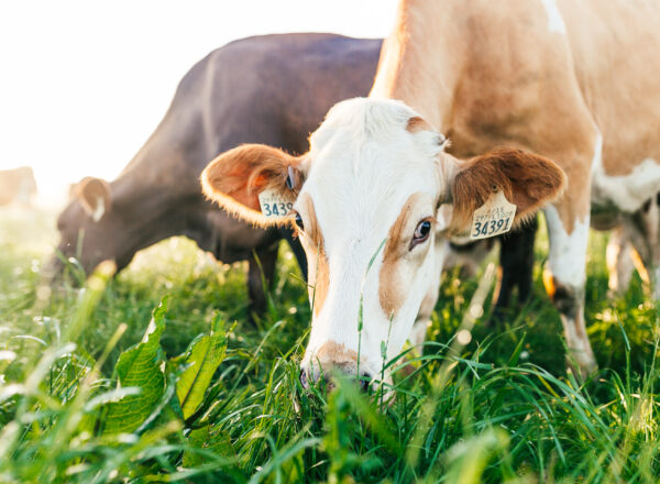 Two-cows-grazing-looking-at-camera-on-the-Alexandre-familly-farm