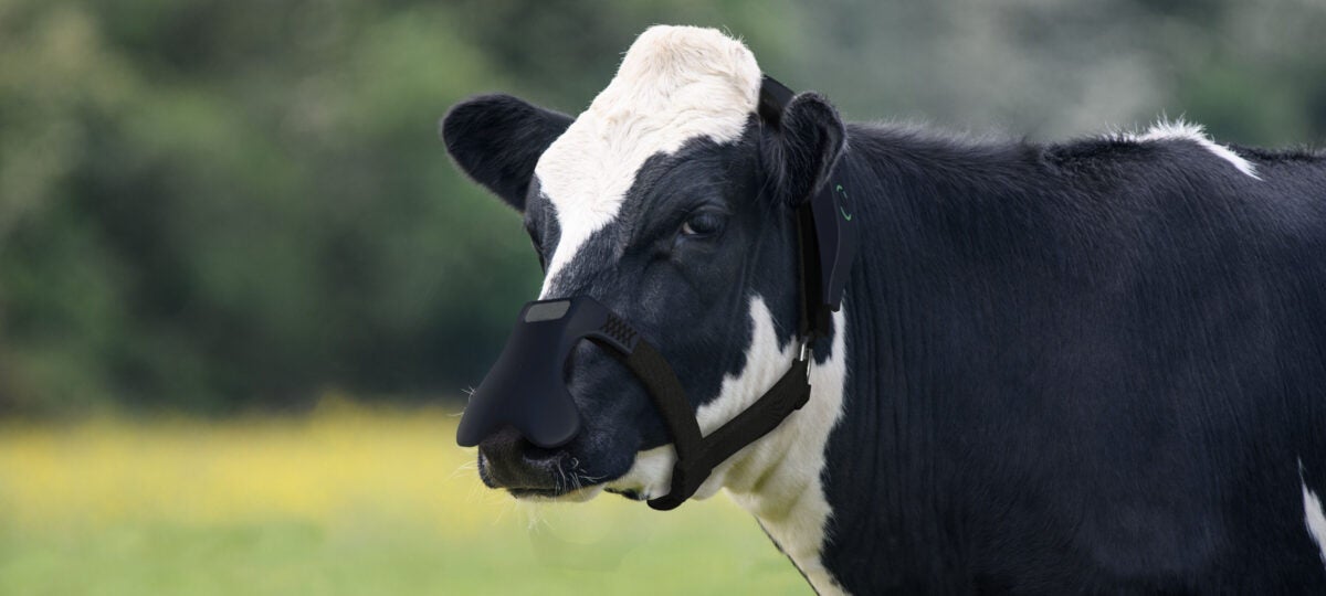 Black and white cow wearing a black mask