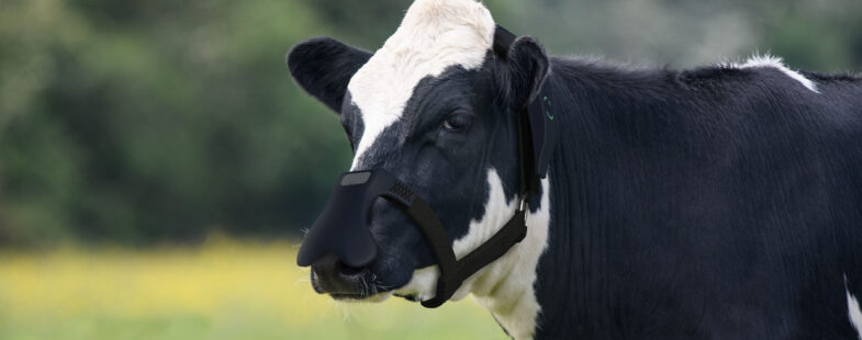 Black and white cow wearing a black mask