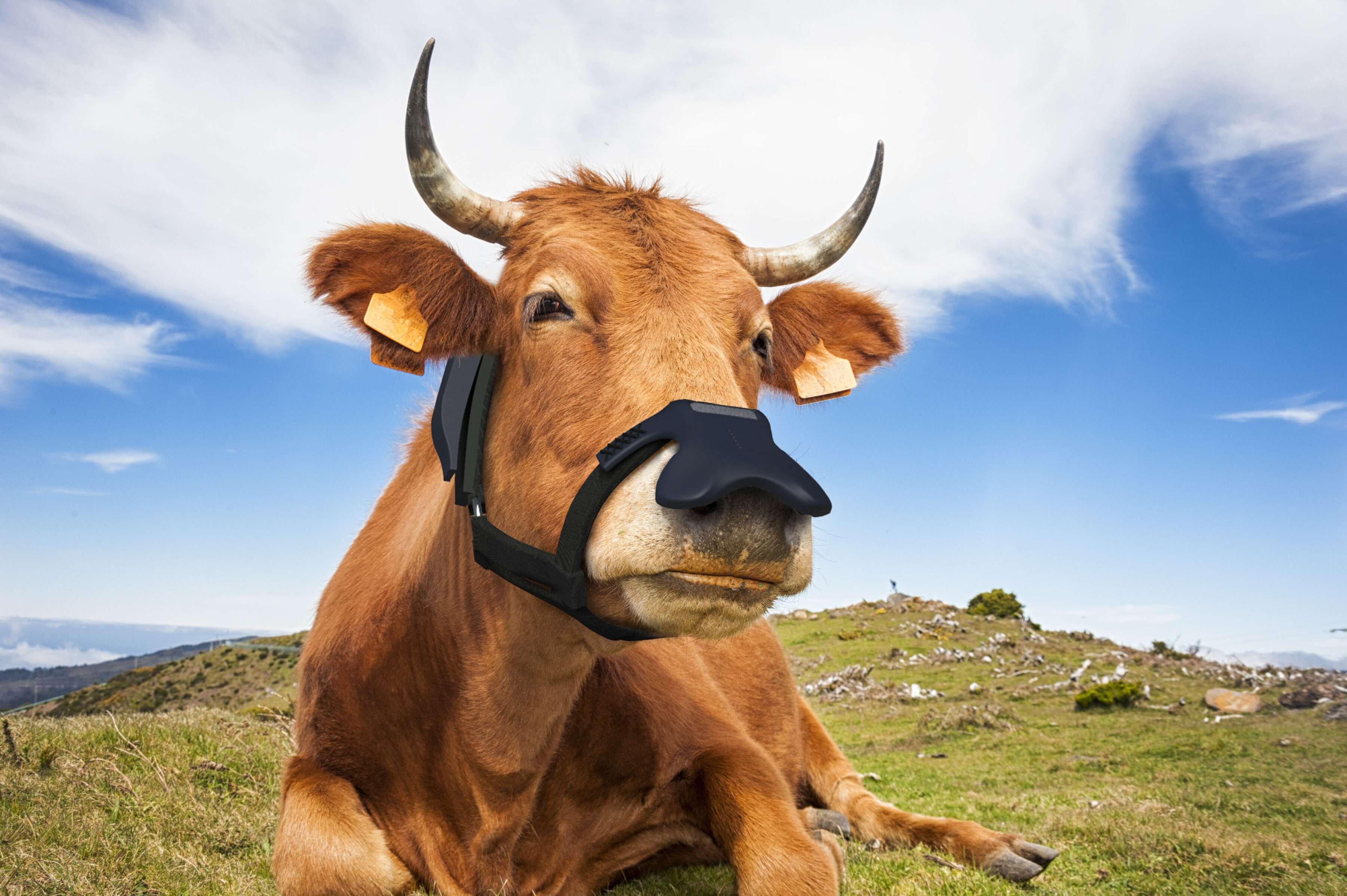 Brown cow wearing a black face mask