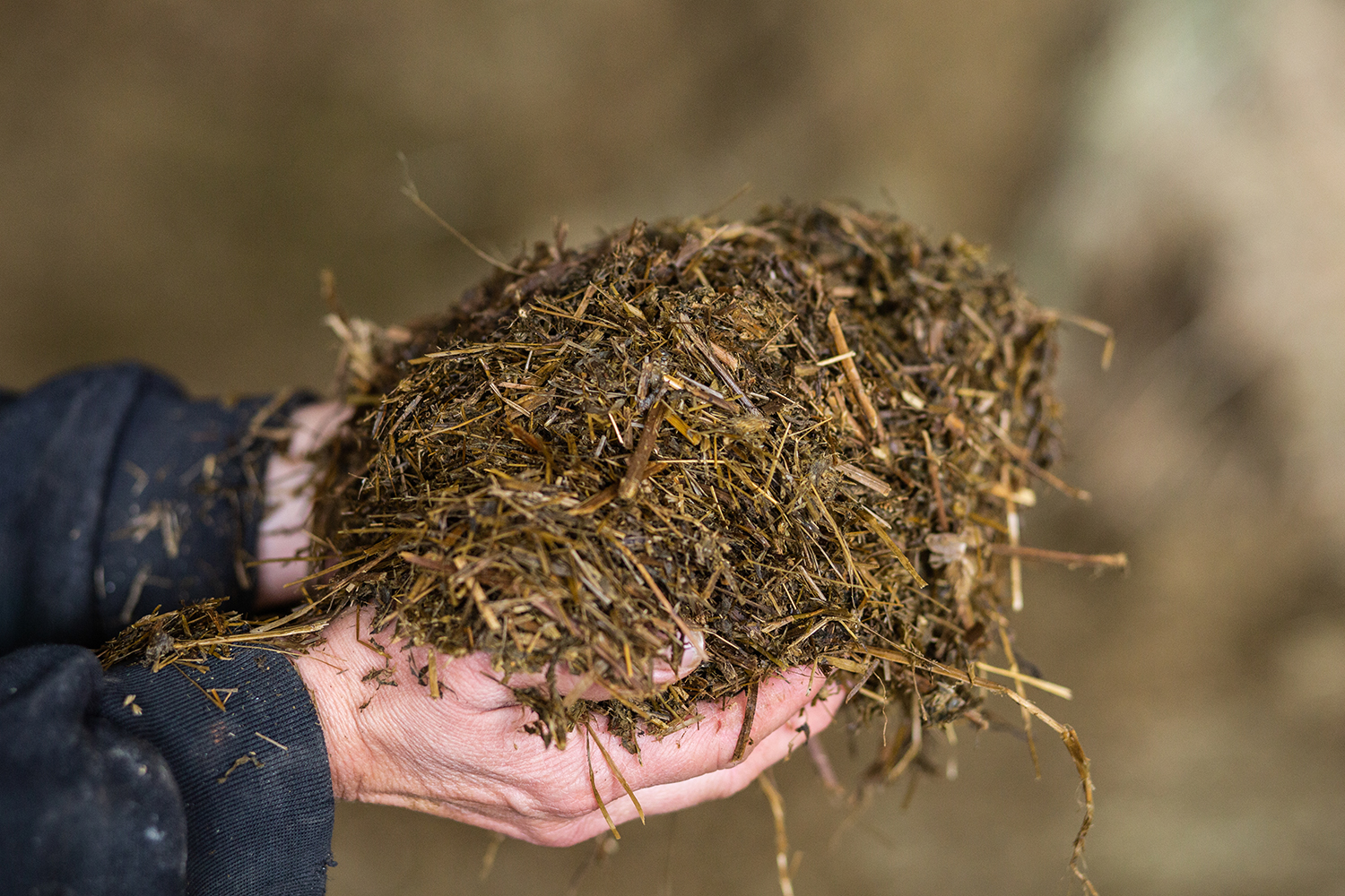 Woman holding cow feed