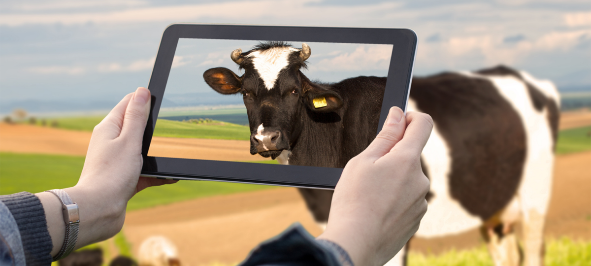 A photo go a woman taking a photo of a cow with an iPad