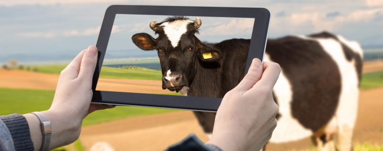 A photo go a woman taking a photo of a cow with an iPad
