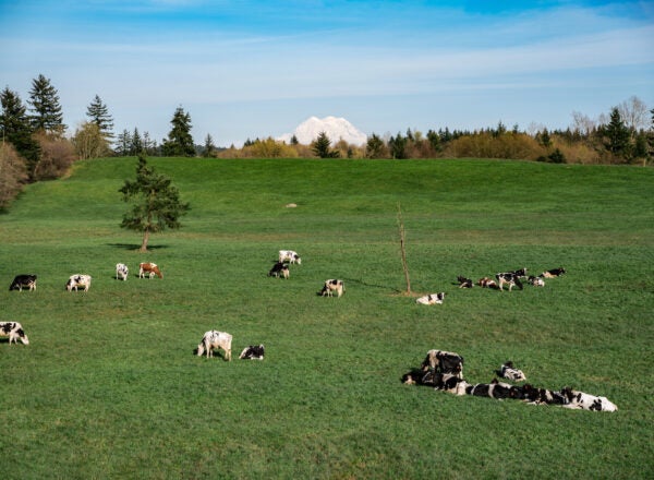 Cows lie in a field with a snowy mountain in the background