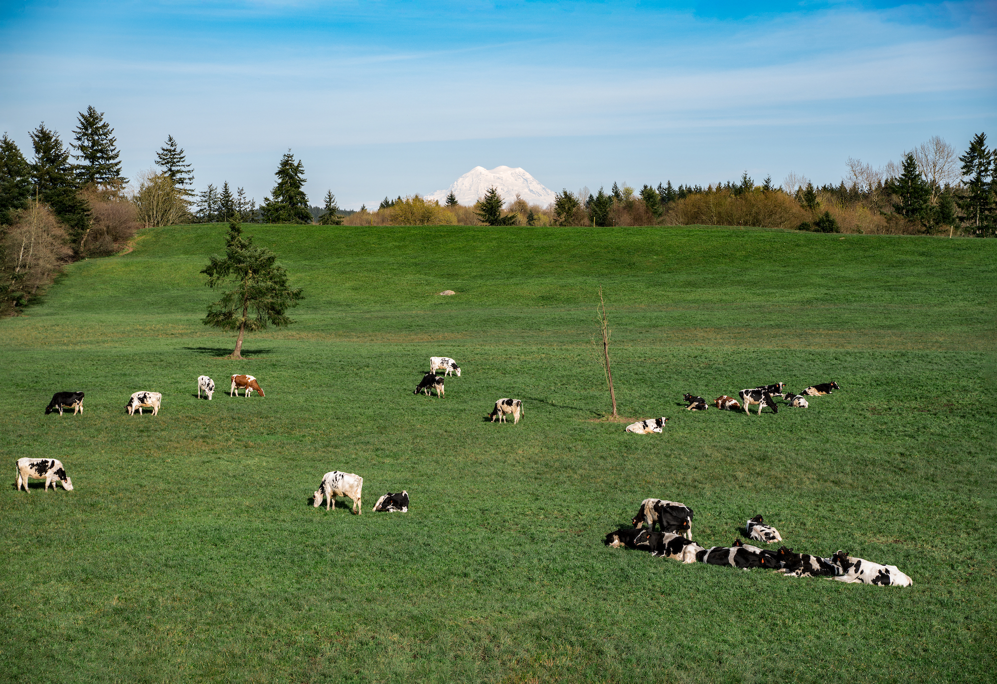 Cows lie in a field with a snowy mountain in the background