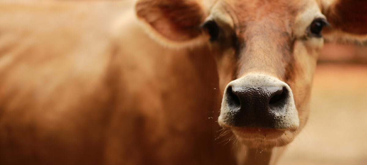 Close up image of a brown Jersey cow